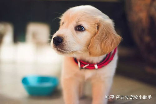 小狗患病主人無奈求助，互聯網數據服務點亮希望之光